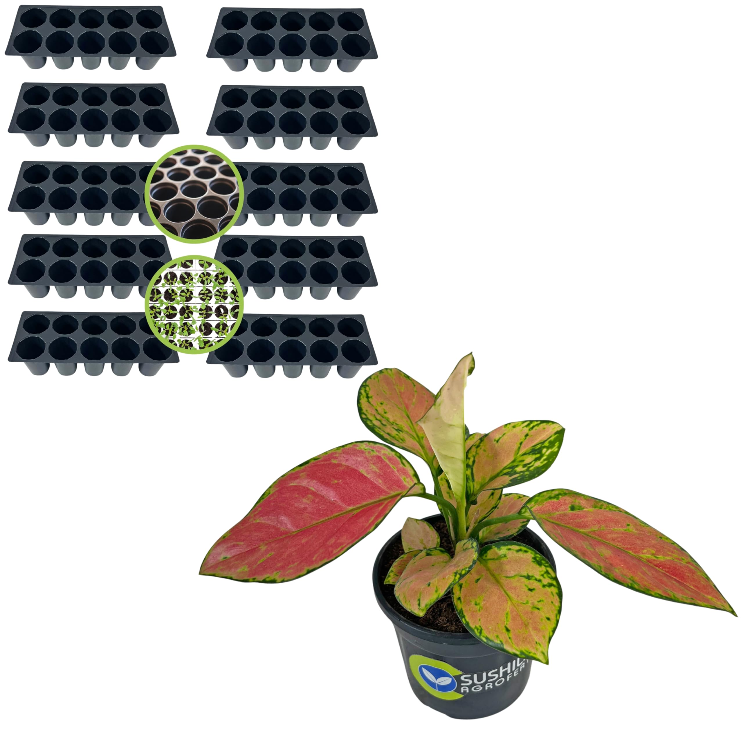 Plastic 10 Cavity Big Size Seed Germination Tray... Black Aglaonema Pink Valentine Plant Ornamental Inoor Live Red Plant-picture-41