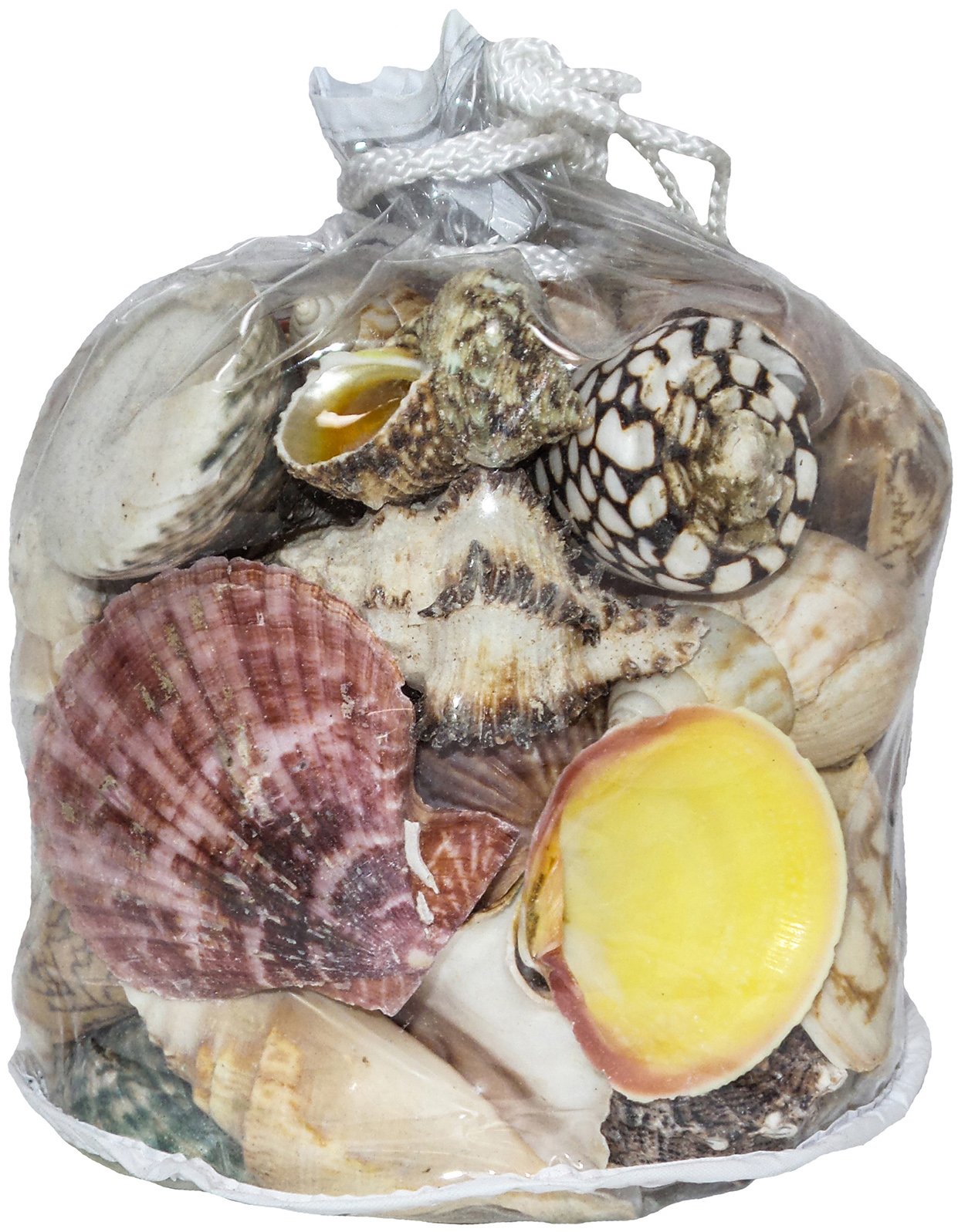 U.S. Shell, Inc. Large Designer Bag