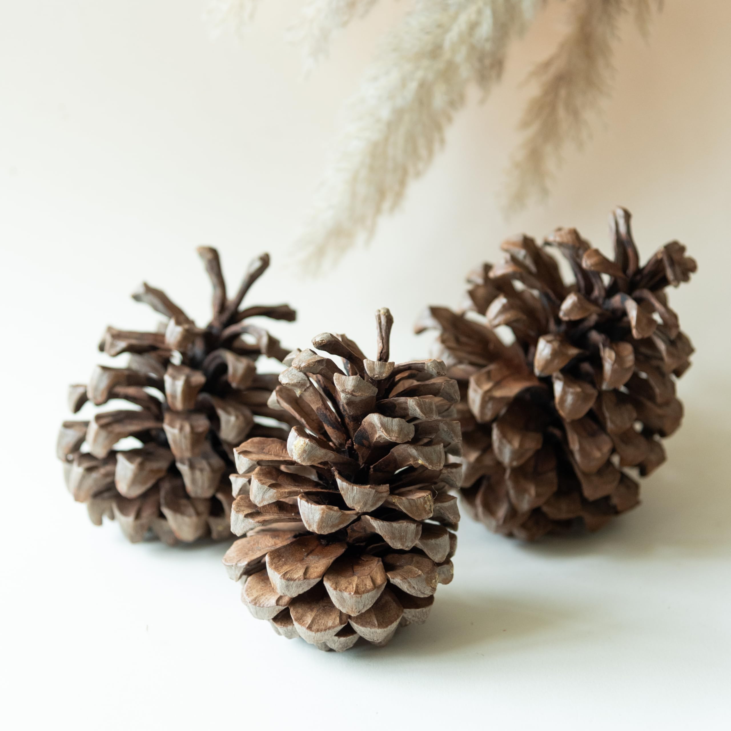 Jumbo Pine Cone (Set of 3) | Natural Dried Flower | Eco-Friendly Flowers for Home, Office, Bedroom, Table Decoration and Craft Items Corner (Without Vase Pot)-image-24