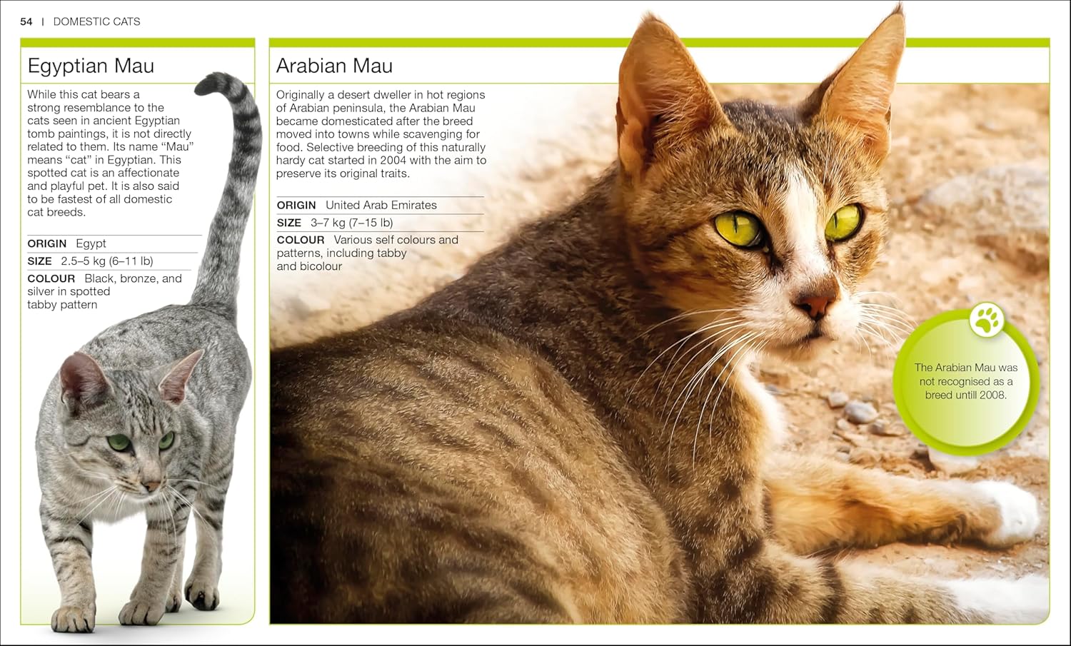 Pocket Genius Cats - Image 3