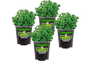 Bonnie Plants Lemon Balm Live Herb Plants - 4 Pack, Perennial, Zones...