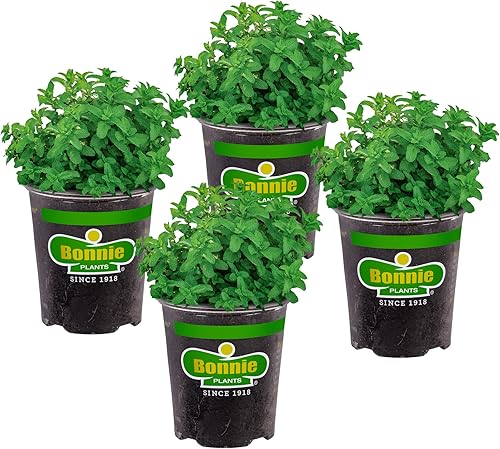 Bonnie Plants Plantas de hierbas vivas de bálsamo de limón, paquete de 4, perennes en zonas 5 a 9, para sabor a limón en una variedad de platos y tés