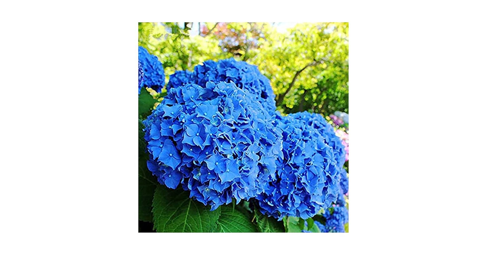 Hydrangea4937　0502 指定07 Hydrangea4937 0502 指定07 Amazon.com : QAUZUY GARDEN 50
