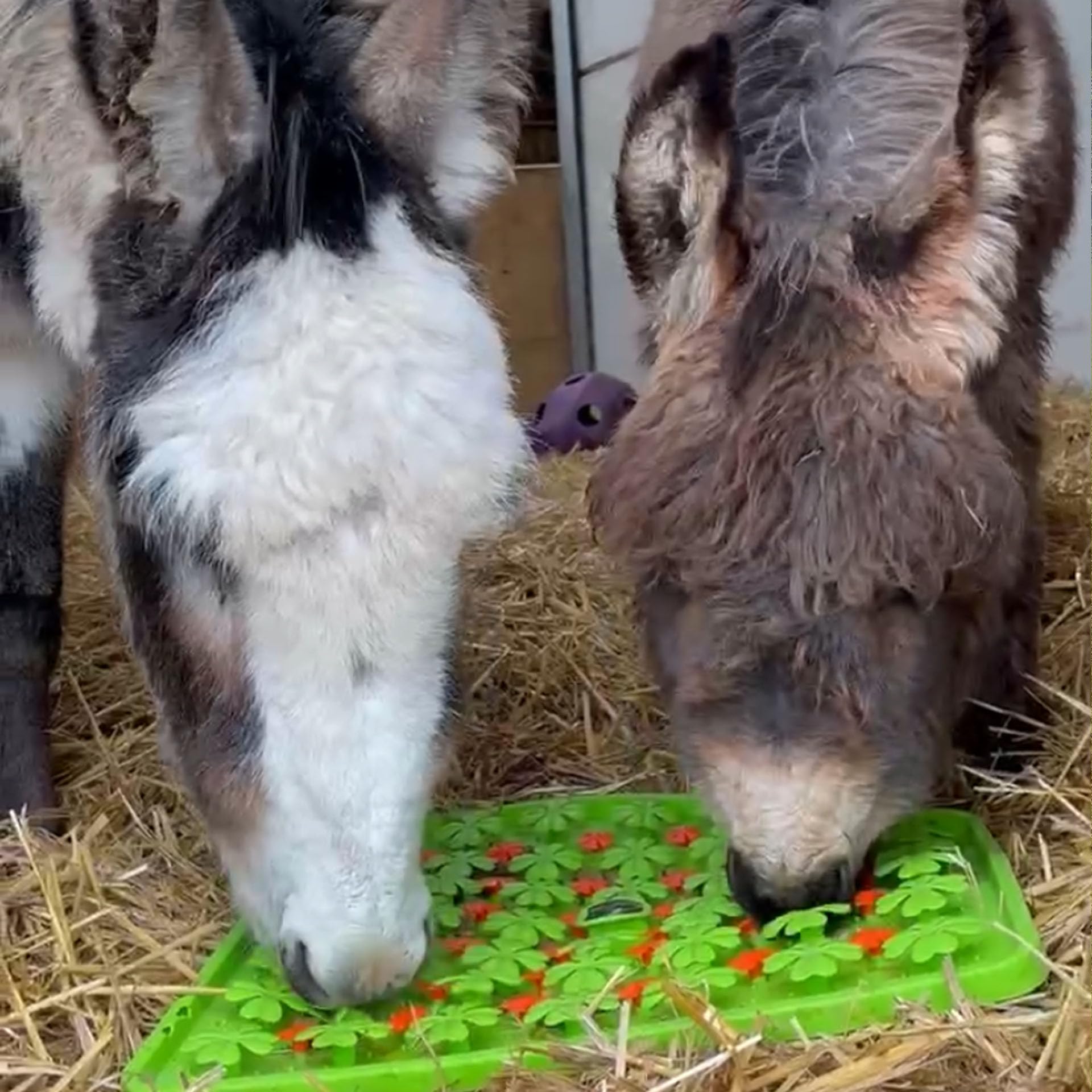 Snuffle Treat Mat for Horse, Pony, Donkey, Shetland and Miniatures | Stable boredom breaker (Green) — image 1