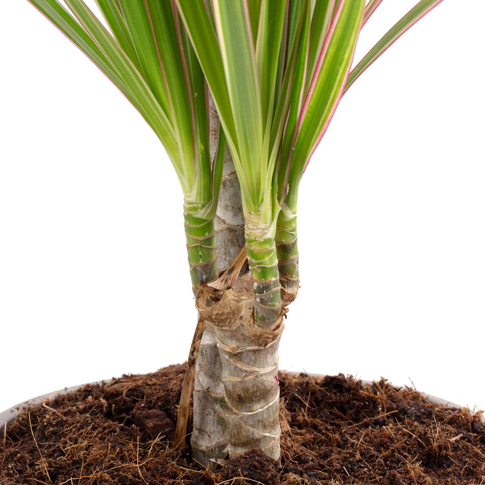 Gerandeter Drachenbaum 'Bicolor' 2-Stamm - echte Zimmerpflanze, Dracaena  Marginata - Hhe ca. 75 cm, Topf- 17 cm : Amazon.de: Garten