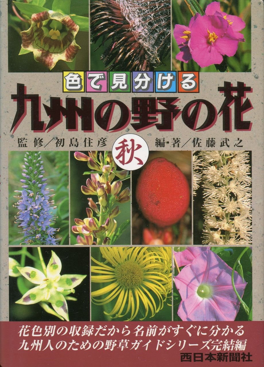 秋の草花 81ZyeyencDL.jpg