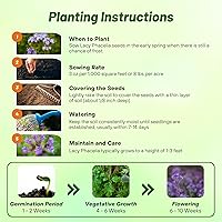 Vista 4 de Outsidepride Semillas de Phacelia Lacerada para Plantar - 1/4 lb Anual, Semillas de Flores Silvestres Tolerantes a la Sequía con Flores Violeta