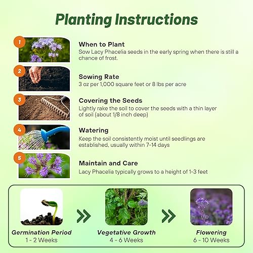 Miniatura 4 de outsidepride Lacy Phacelia Azul Violeta