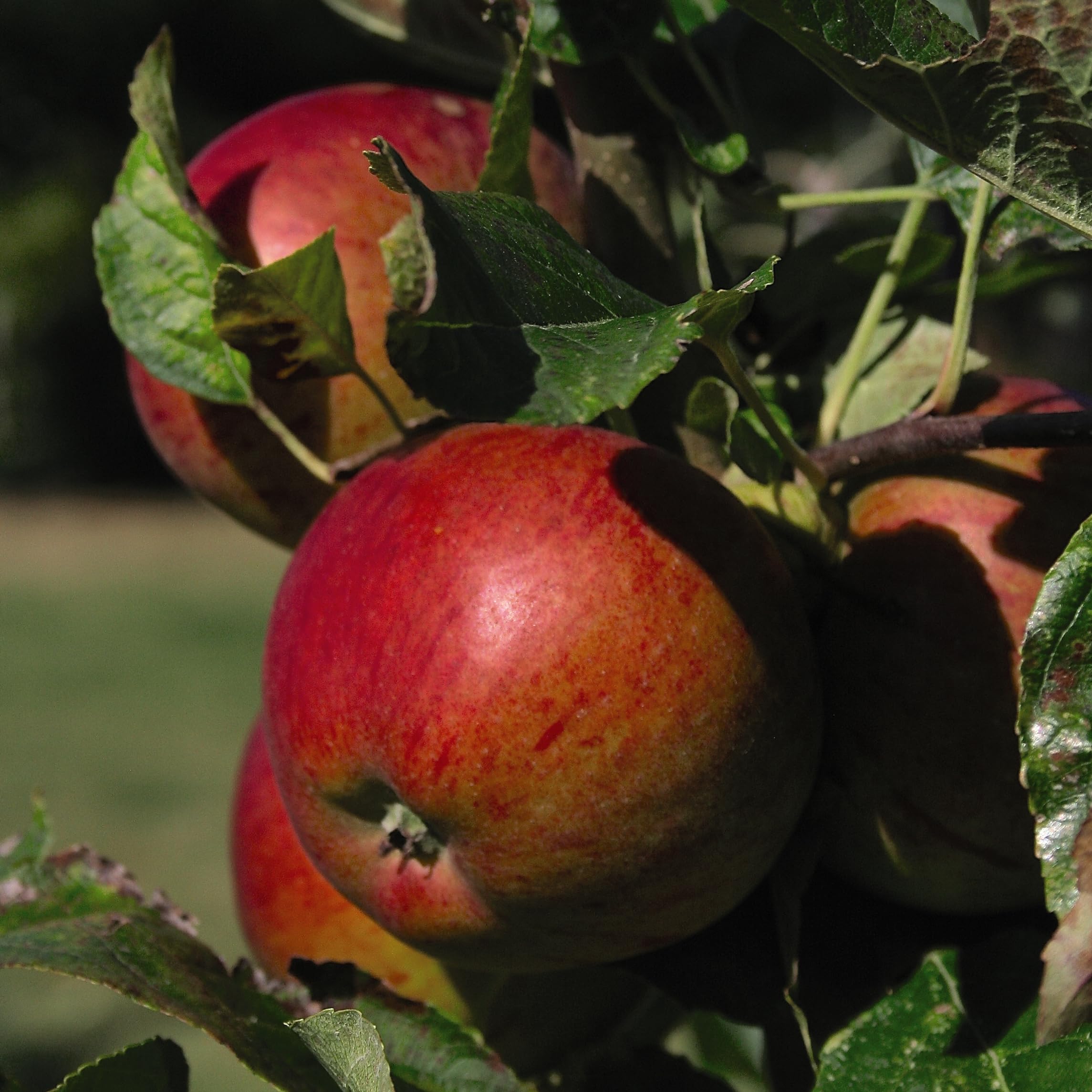 Apple 'Braeburn' Tree – Fresh Eating Apple – Bright Red & Yellow Fruits – Dwarf & Semi-Dwarf Rootstocks (MM106) – Excellent Storage 1x 12 Litre Potted Plant by Thompson & Morgan