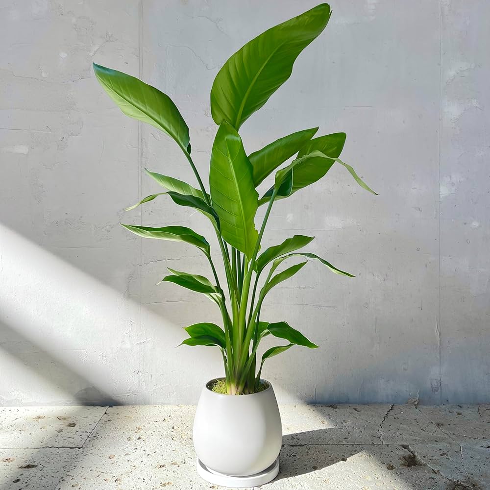 ストレリチア オーガスタ 1 Amazon｜SUZUHA 観葉植物 本物 ストレリチア オーガスタ 磁器