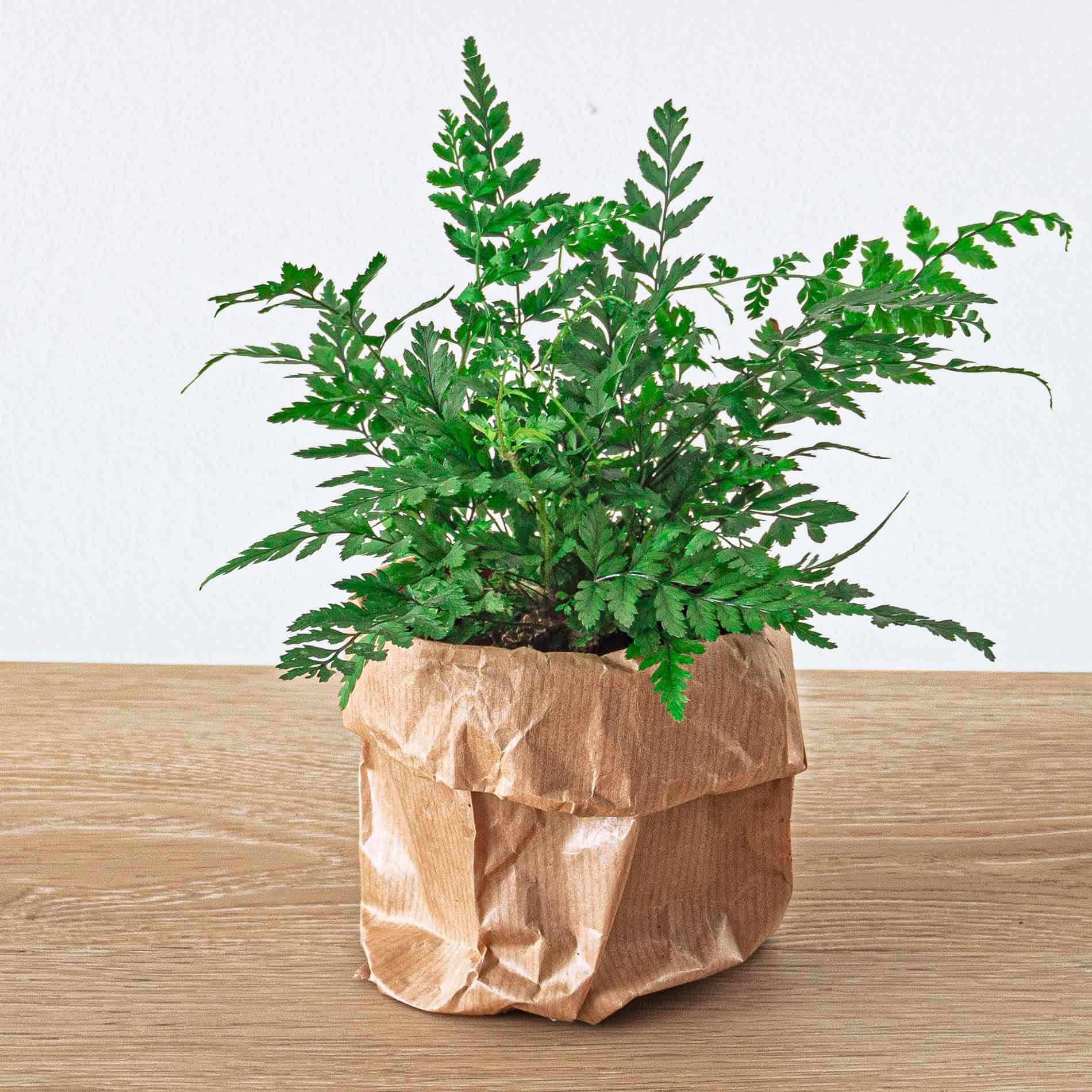 Green Bottle Set für Deinen Flaschengarten ohne Glas 5 Pflanzen Kaffee Farn Dracaena 2x Fittonia