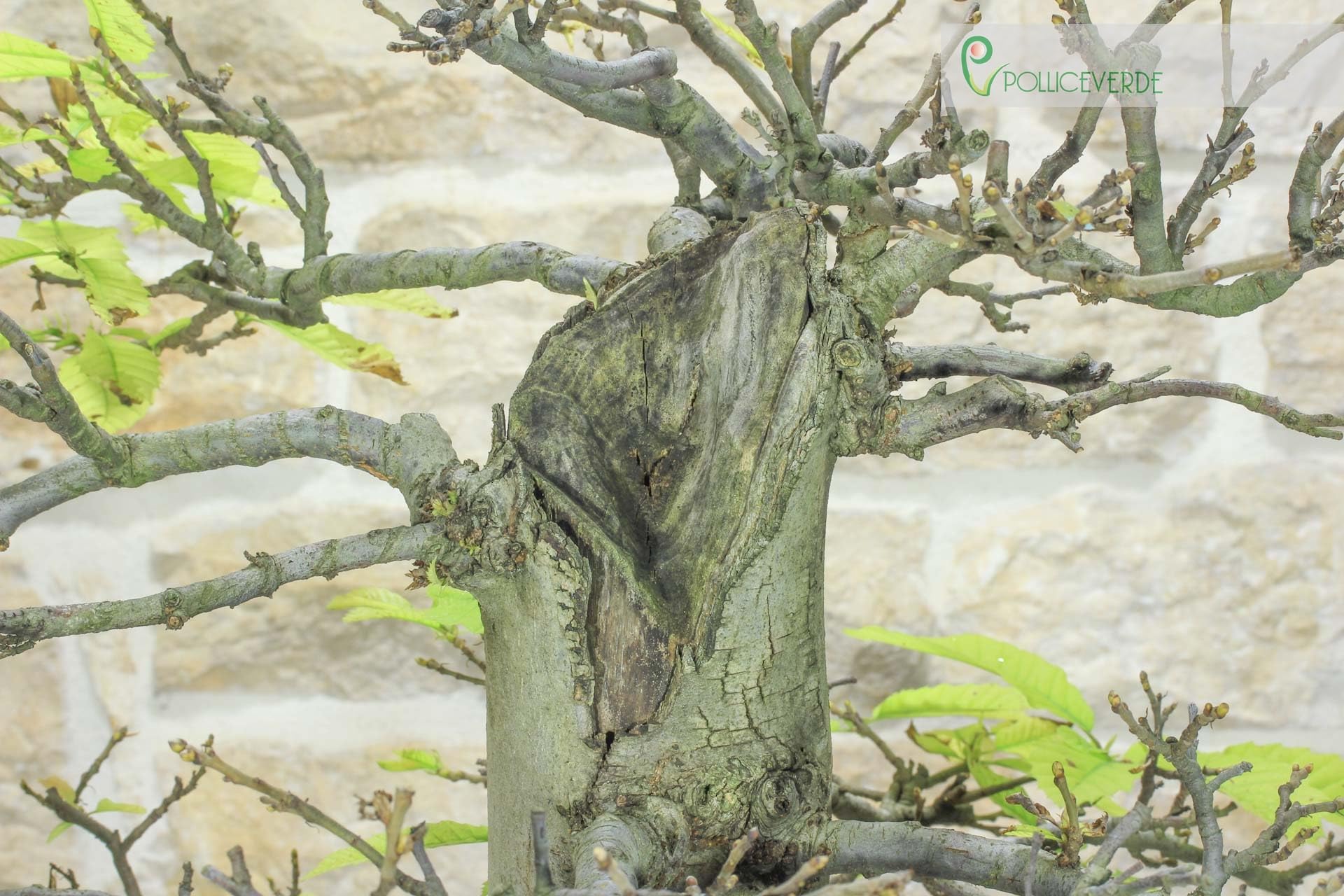 Bonsái Yamadori de castaño (3)