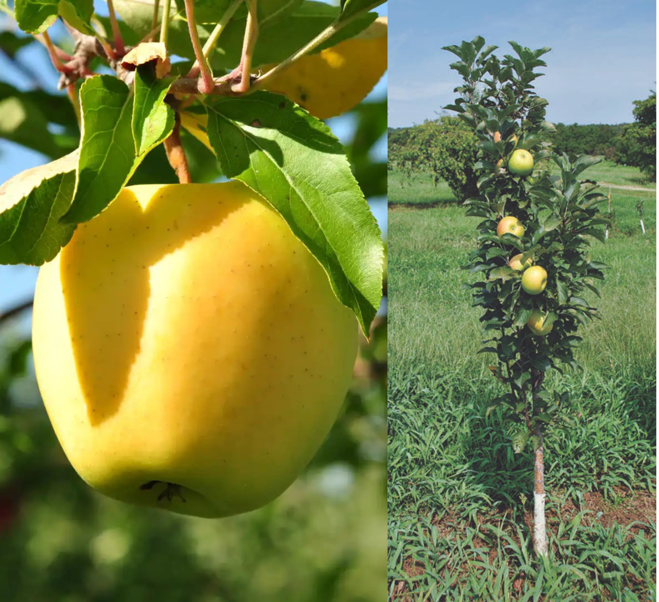 Pyanabi Combo 2 "Golden Delicious Apple Fruit Plant 1.5-3 Feet Height "Grafted Hybrid Live Super Yielding Early Fruting Fruit Plant' Live Plant For Home Garden