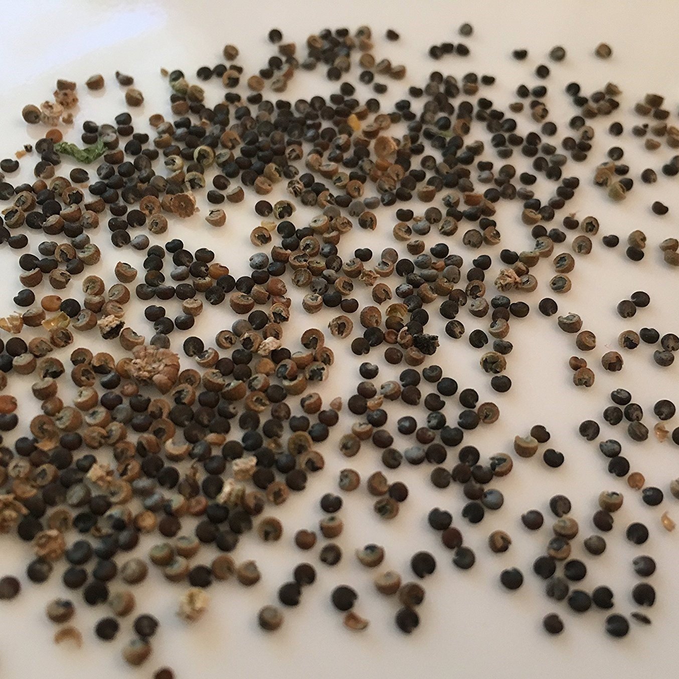 Amazon.com : Frozen Seed Capsules - Common Mallow (Malva sylvestris) - Grow  Now or Store for Future Planting - Capsule of 25 Seeds : Patio, Lawn &  Garden
