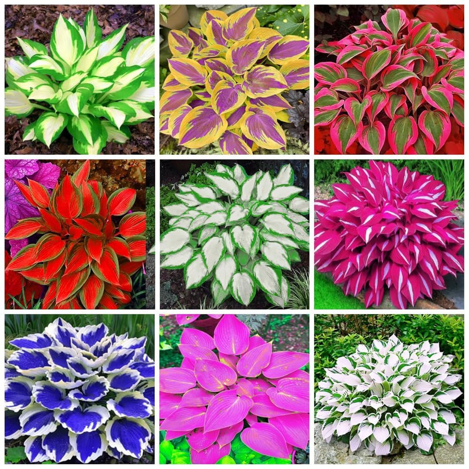 Mix Hosta Plant Now, Surprise Growth, Garden Decoration, No Watering Required, Easy to Maintain, Suitable for Autumn-15 Bulbs-C