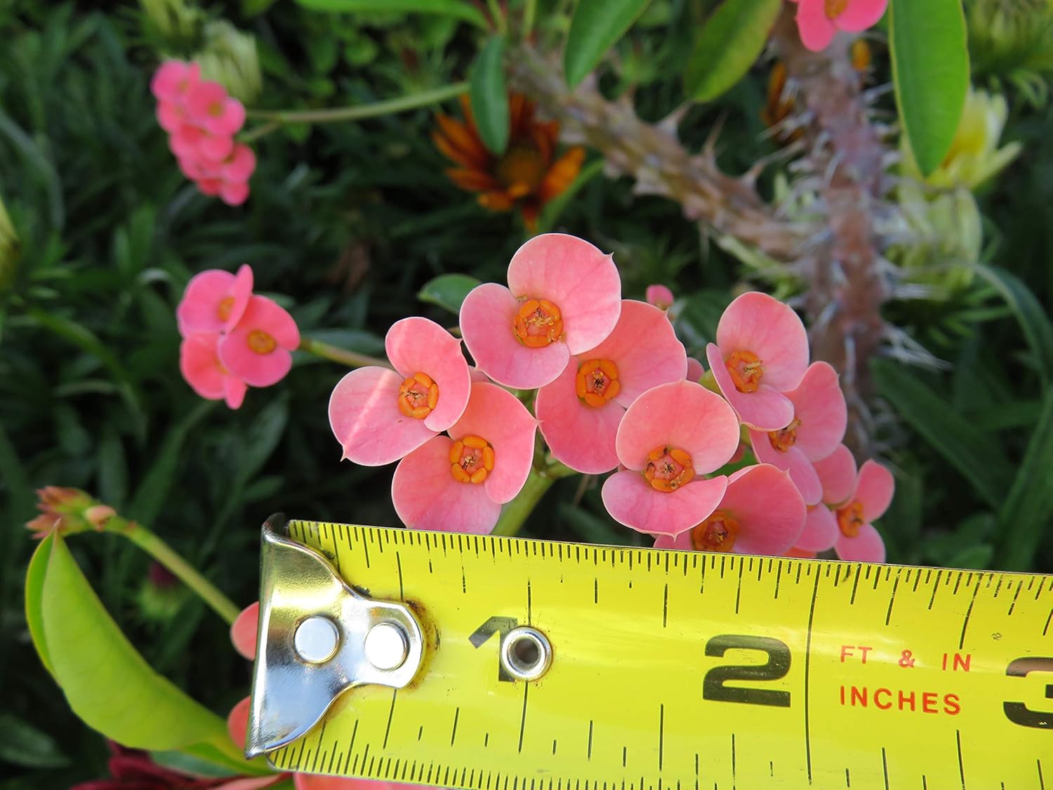 10 Fresh Cutting Euphorbia milii Crown of Thorns Mini Pink Flower 6"-8"