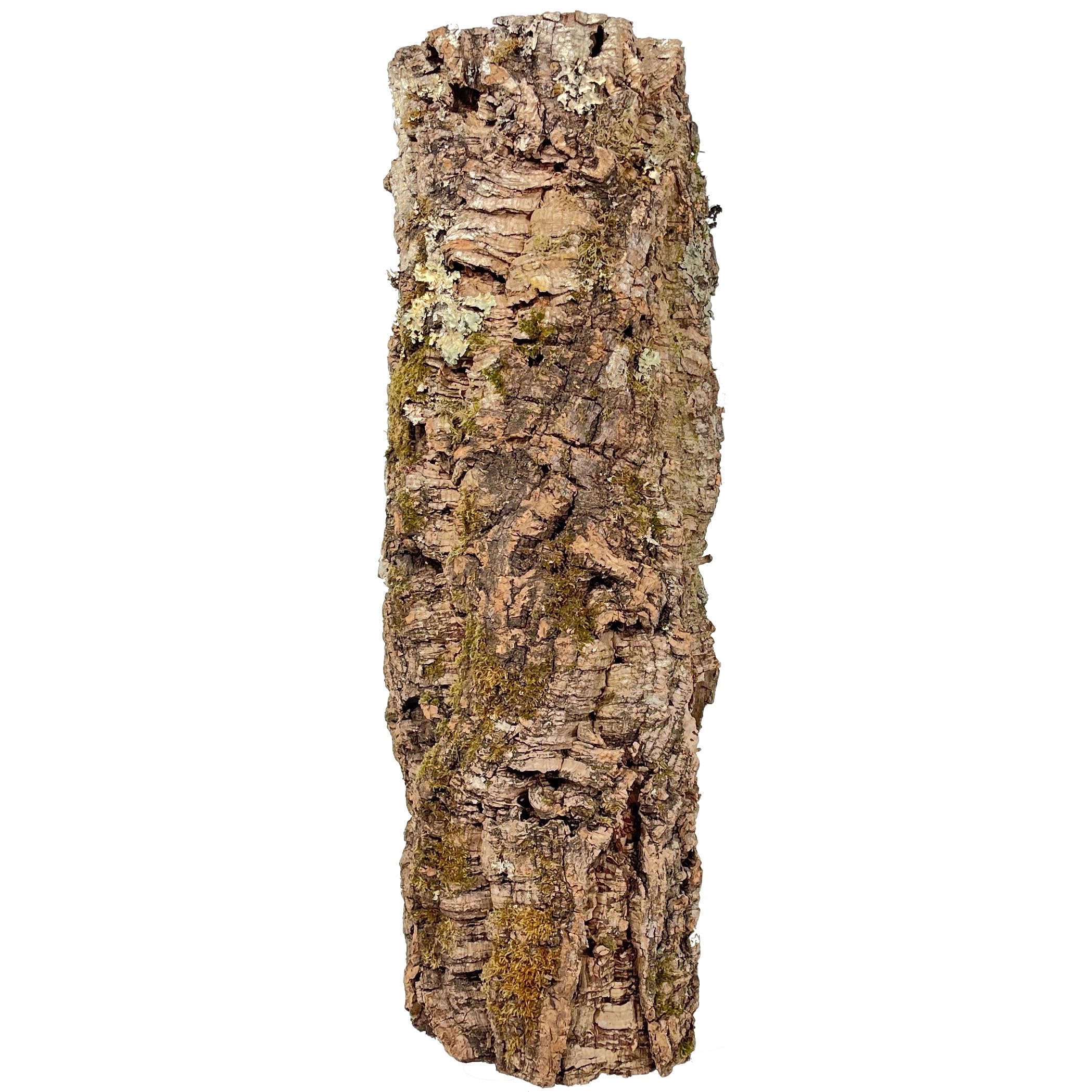 Korkrinde für Terrarien oder als Deko Mind. 40 - max. 70 cm lang; Außendurchmesser: ca. 20-30 cm