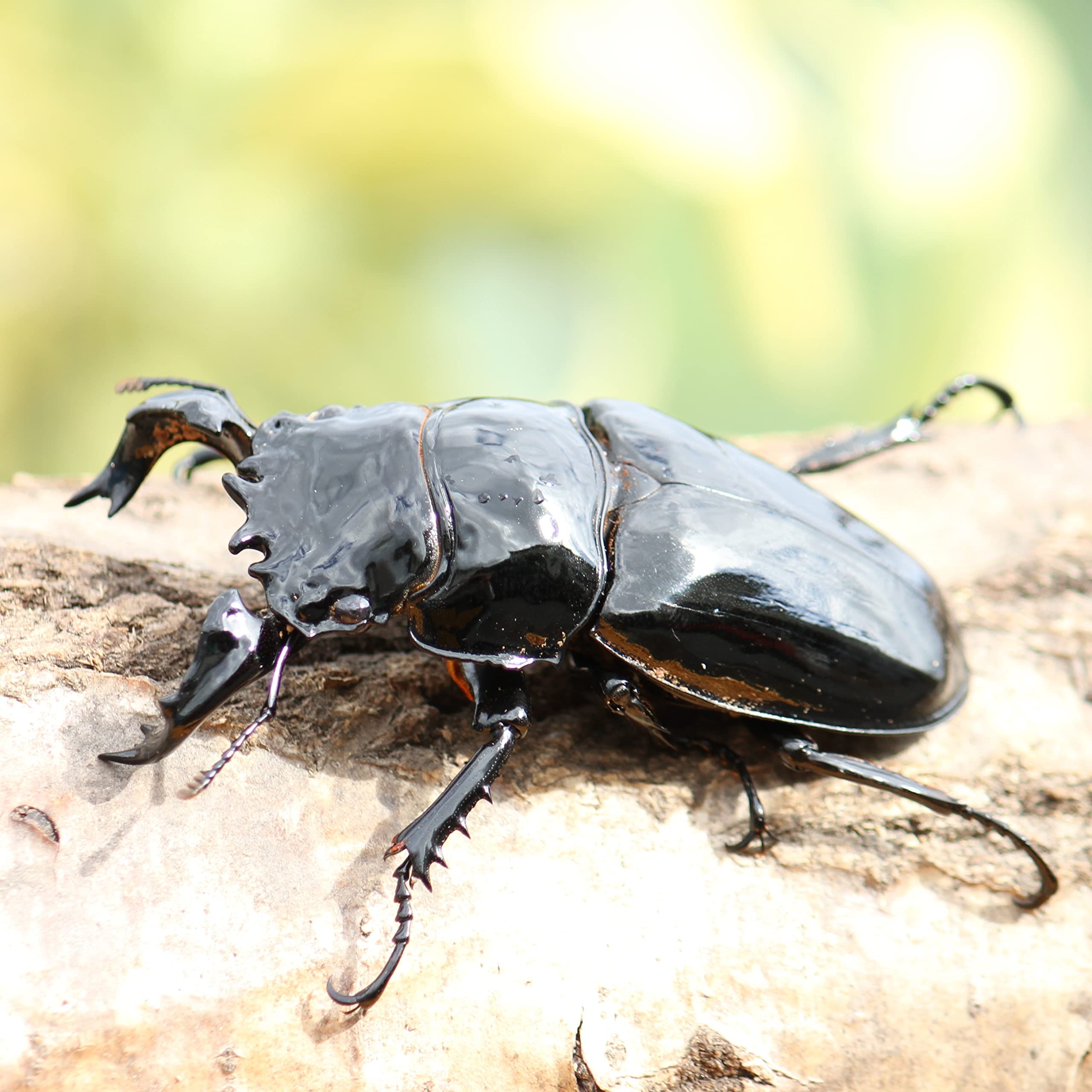 Amazon | タランドゥスオオツヤクワガタ成虫ペア (83ミリ) | ノー 