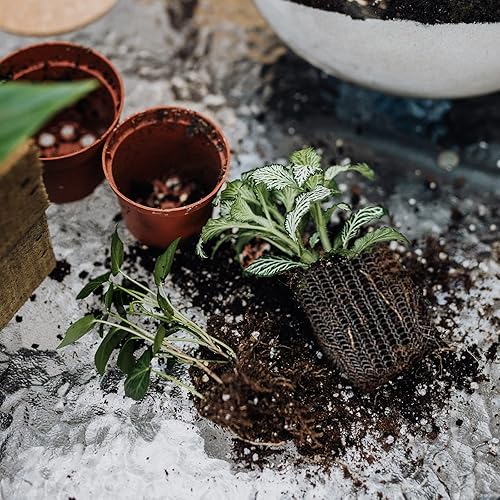 Miniatura 7 de 6 cestas de protección de raíces, cestas de velocidad de alambre Gopher, cestas de acero inoxidable para topos y campañoles para protección de