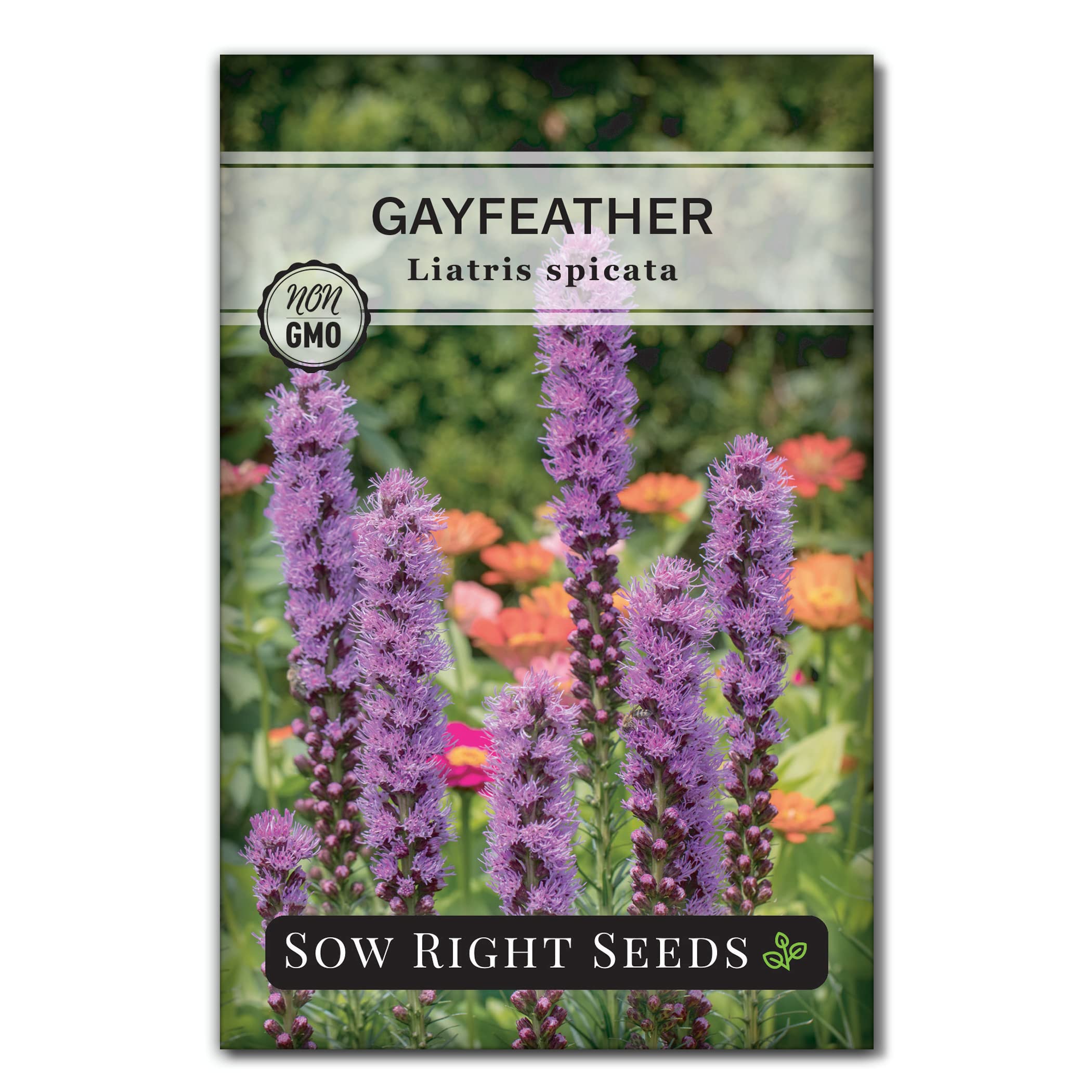Sow Right Seeds - Gayfeather Liatris Spicata Flower Seed for Planting - Beautiful Flowers to Plant in Your Garden - Non-GMO Heirloom Seeds - Blooms