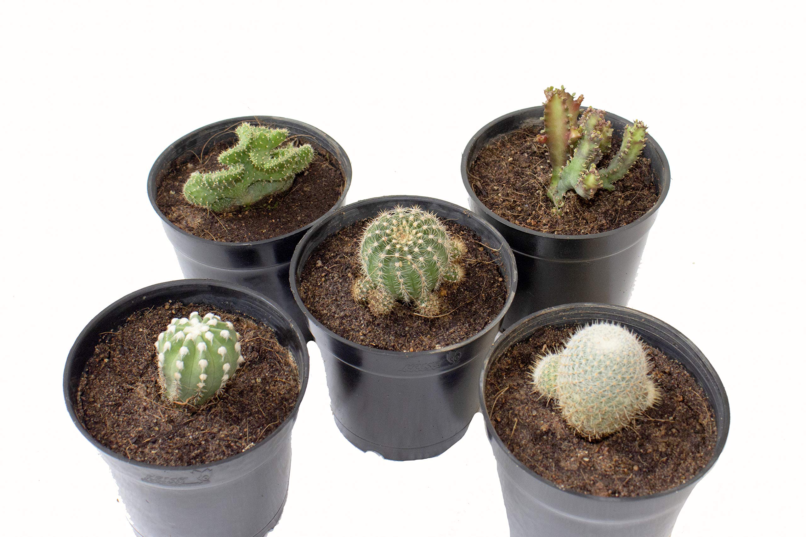 Indian Gardens - Cactus set of 10 live plant with pot