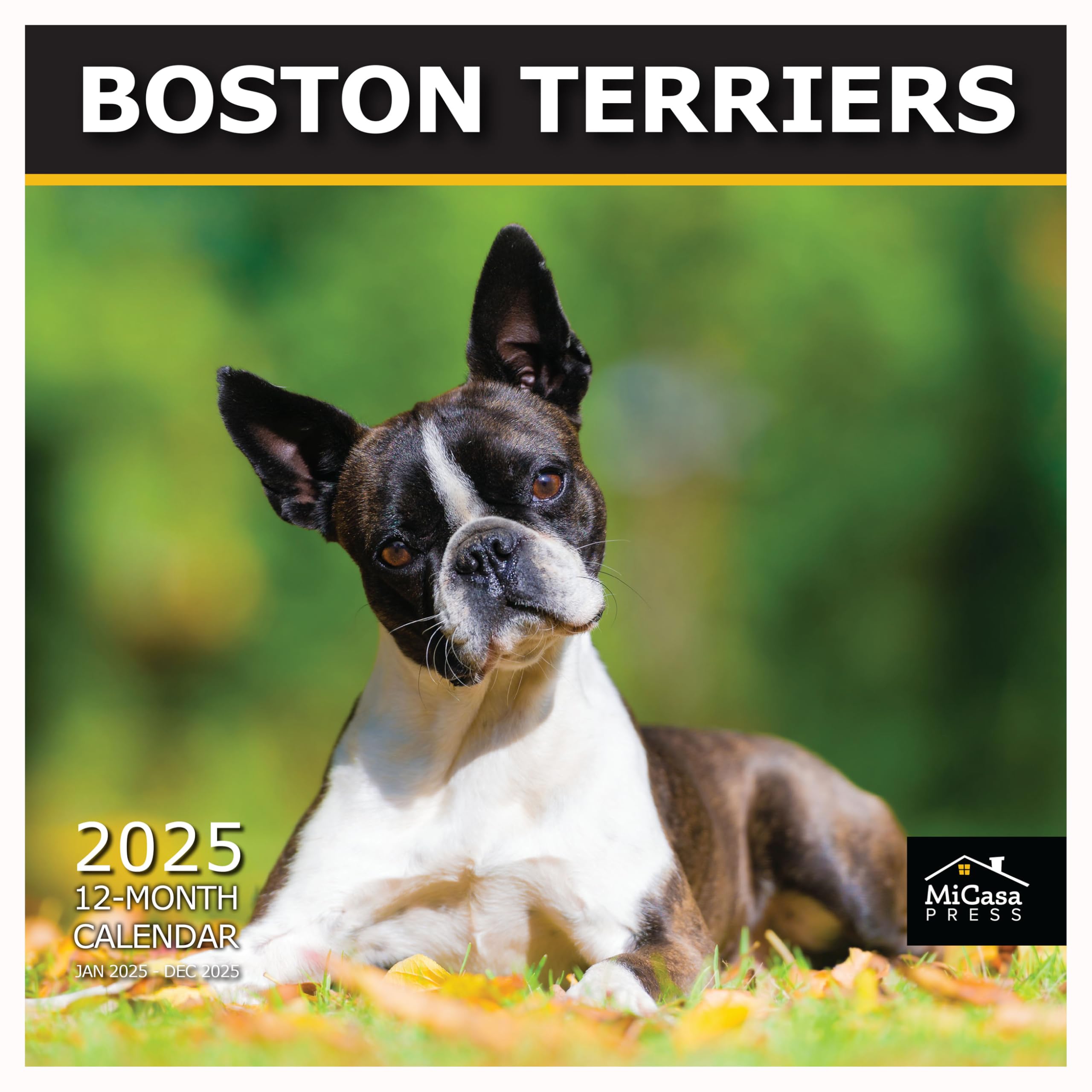 MICASA PRESS - Boston Terriers 2025 Wall Calendar 12 Month | 12" x 24" Open | Thick &amp; Sturdy Paper | Giftable | Calendar 2025