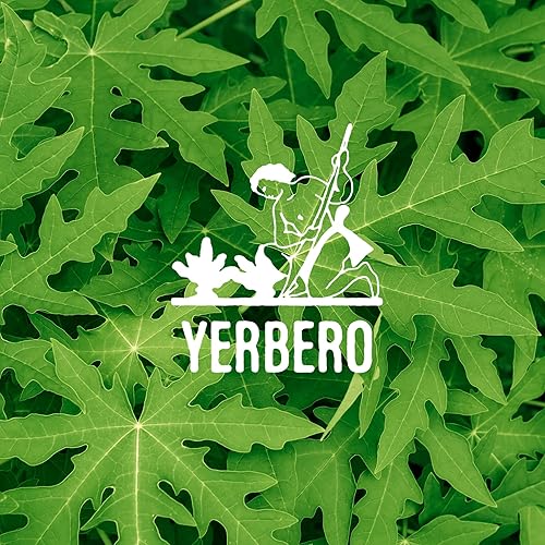 Miniatura 8 de Yerbero - Té suelto de hoja de papaya prémium de 2 onzas (1.98 oz) hace más de 25 tazas  Hoja de Papaya Te Herbal  Papaya Carica  Té dulce delicioso