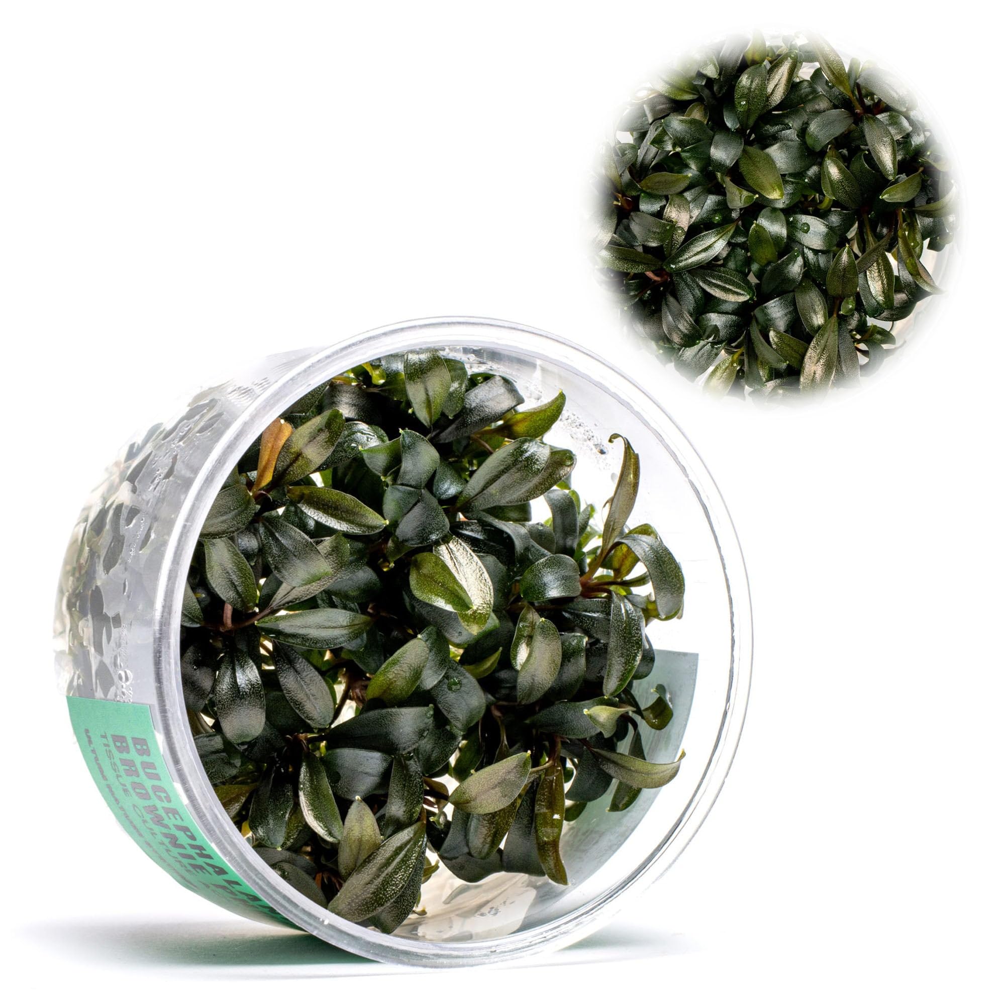 Ultum Nature Systems Bucephalandra Brownie Phoenix