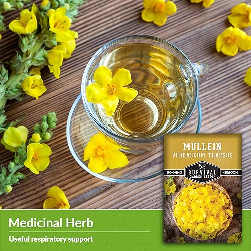 Miniatura 6 de Semilla de gordolobo para plantar, 1 paquete con instrucciones para plantar y cultivar hierba medicinal común gordolobo en tu huerto casero -