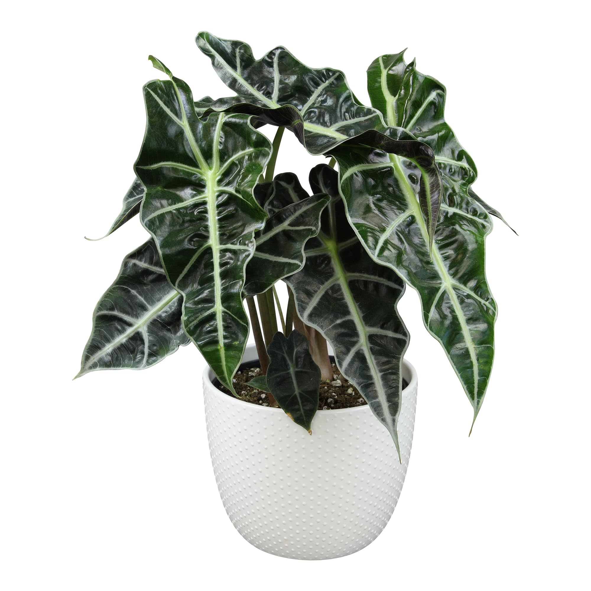 house plant potting Houseplant Soil main image 0