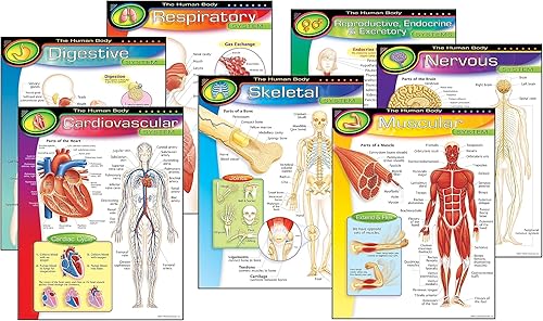 Miniatura 3 de Trend Enterprises 38913 The Human Body Charts, 17 pulgadas x 22 pulgadas, multicolor