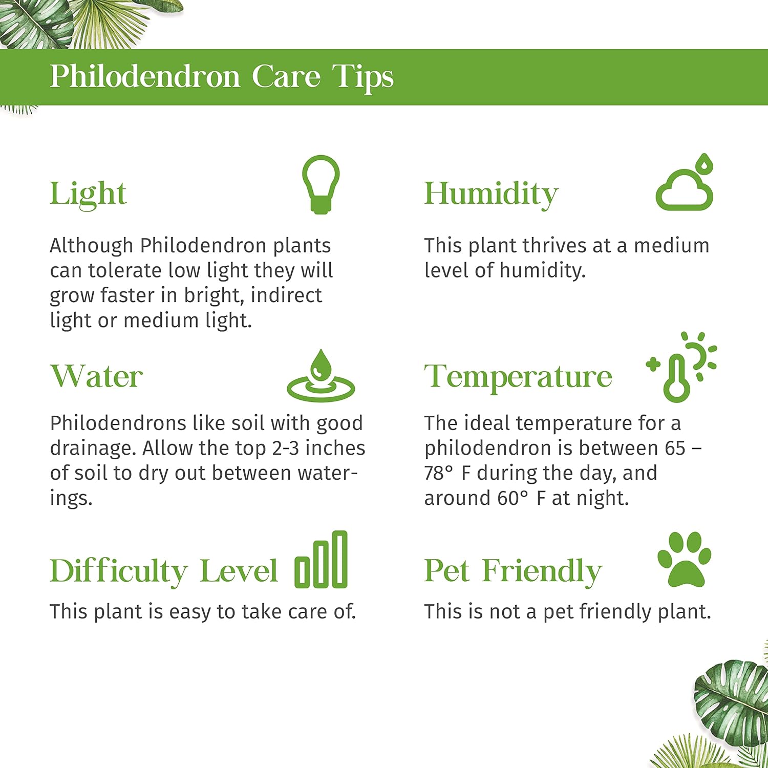 Philodendron Velvet Live Plant for Indoor | Different Houseplants in 4'' & 6'' Pot | Real House Plant for Living Room, Office & Bathroom | Micans Heart-Leaf | Sweetheart Hederaceum