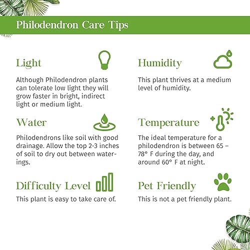 Miniatura 3 de Planta viva de anillo de fuego abigarrado de filodendro para interior  Diferentes plantas de interior en maceta de 4 y 6 pulgadas  Planta de casa
