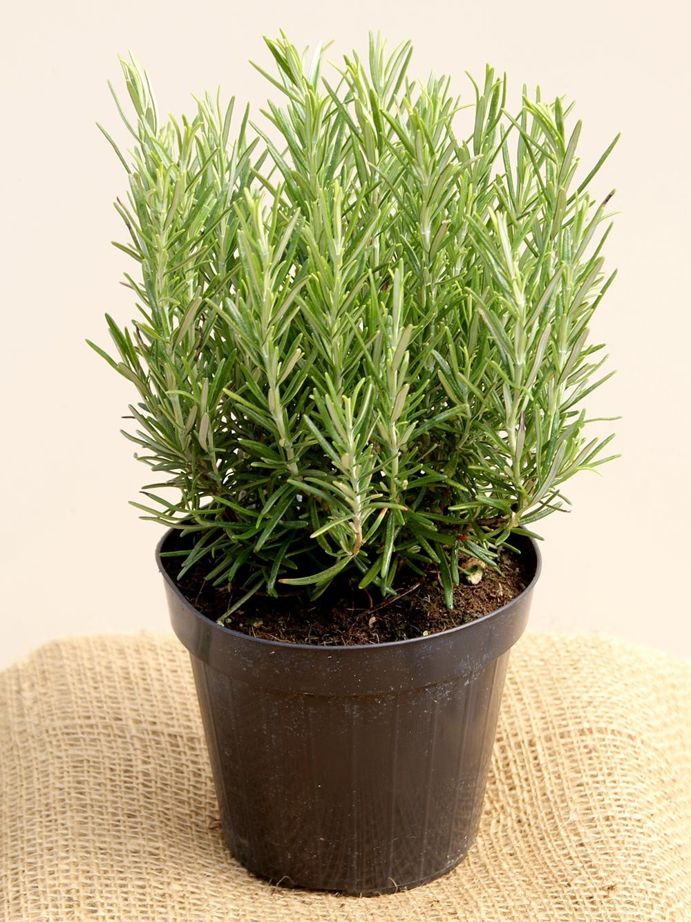 Creative Farmer Herb Yielding Seeds - Rosemary Seeds - Incensier Kitchen Garden Pack (B0753KMWRJ) Amazon Price History, Amazon Price Tracker