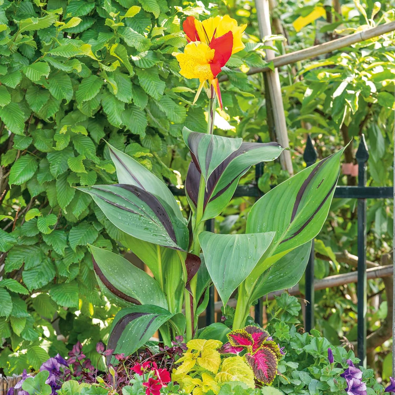 Canna Lily Bulbs - Dwarf Mix - 5 Bulbs - Mixed Flower Bulbs, Bulb Attracts Bees, Attracts Butterflies, Attracts Hummingbirds, Attracts Pollinators, Easy to Grow & Maintain, Fast Growing, Fragrant