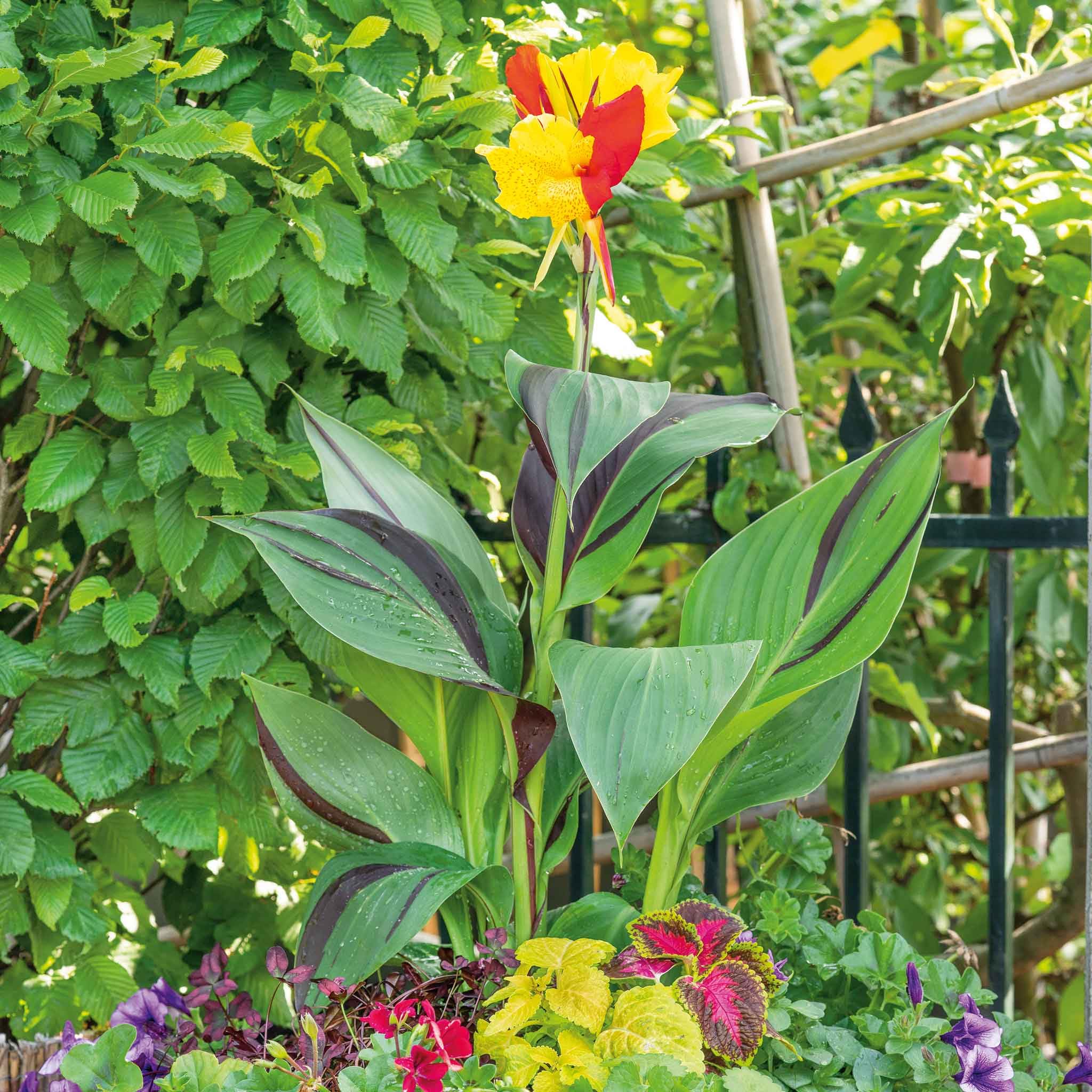 Eden Brothers Cleopatra Canna