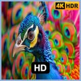 Vibrant Peacock Screensaver TV - Colorful Bird & Feather Display
