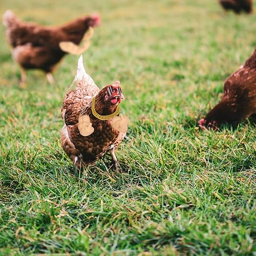 Miniatura 6 de Brazos de pollo, un divertido juguete de brazo de pollo con mirones de pollo y collar de pollo, un conjunto de disfraces de rol de broma para