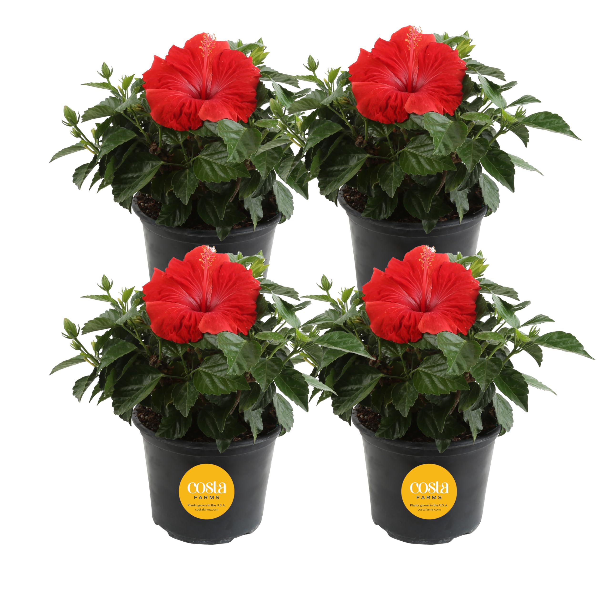 Costa Farms Hibiscus 4-Pack