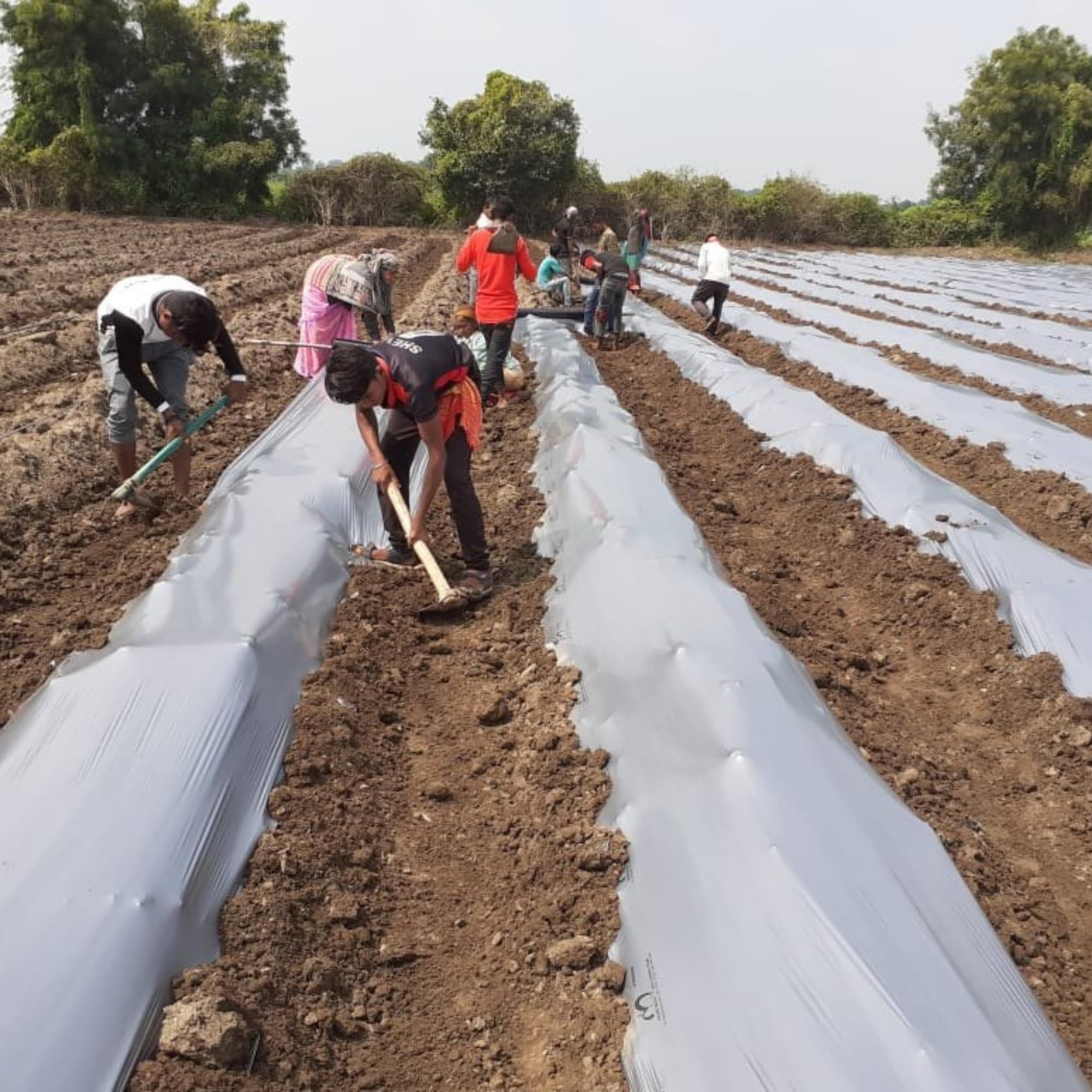 Mulching Paper - Weed Control & Crop Yields -5