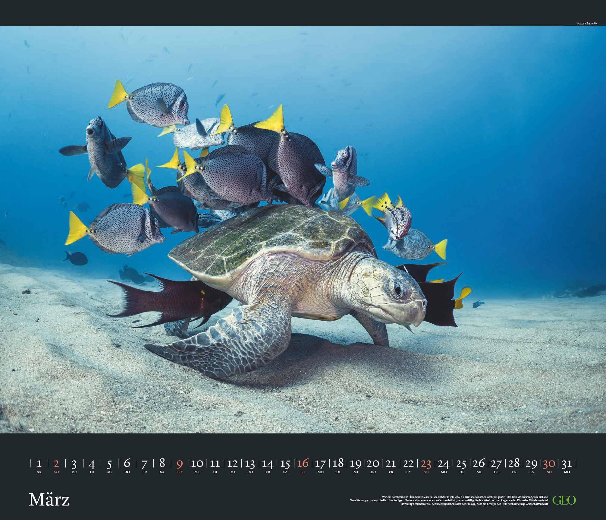 GEO Edition - Tierwelten Wandkalender 2025 - Beeindruckender Kalender für Tierfotografie, Großformat 70x60 cm, mit Einzigartigen Aufnahmen aus der Tierwelt