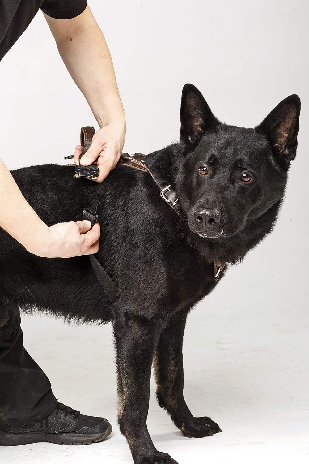 Dingo Gear Predator Stylish Leather Harness for Dog, Hand Crafted, HQ Dog Fashion, Fine Bronze, XL