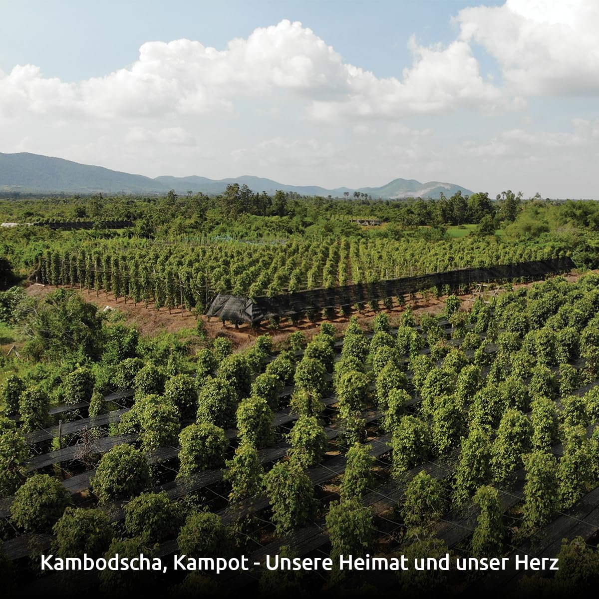 Pepper Field Kampot Pfeffer Schwarz – Premium Schwarzer Pfefferkörner Ganz aus Kambodscha, Frisch & Aromatisch, Ganze Pfefferkörner für Mühle & Küche, Great Taste, Ideal zum Kochen & Grillen (100g)
