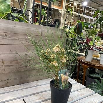 ペトロフィル　エリシフォリア Amazon.co.jp: ヤマモガシ科 ペトロフィル エリシフォリア 5号