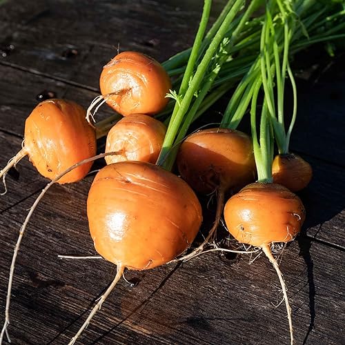 Miniatura 6 de Semillas de zanahoria  Chantenay Red Cored  14 libra  Semillas de vegetales, semillas de reliquia, semilla polinizada abierta fácil de cultivar y