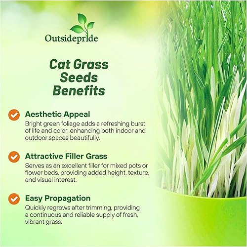 Miniatura 3 de Outsidepride Hordeum Vulgare - Hierba ornamental abigarrada para alféizar de ventana o cama de jardín, 1000 semillas