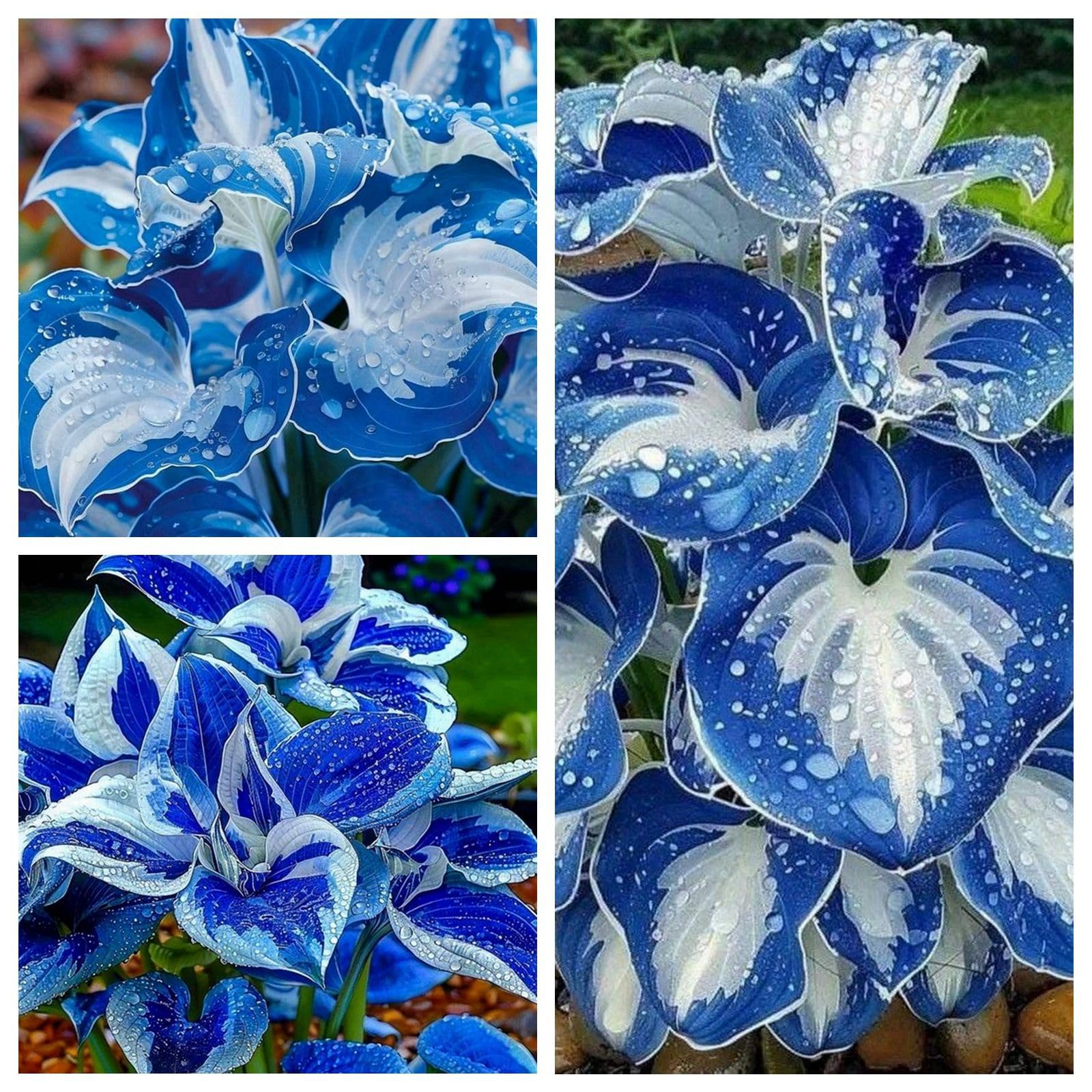 Hosta kłącza, łatwe w pielęgnacji podkładki do ogrodu i doniczki, 4 hosta-B