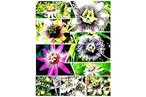 Passiflora Seeds, Your Path to Serenity