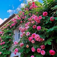 Vista 1 de Más de 300 semillas de rosas trepadoras rosas para plantar al aire libre, semillas de vid ornamentales, increíbles flores trepadoras, crecimiento