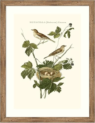 Amanti Art Framed Wall Art Print 44x34 Nozeman White Throat Blackberry by Nozeman, Animals Wall Art, Vintage Decor, X-Large Poster Painting Artwork